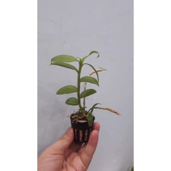 Hoa phong lan phi điệp trắng+ 700g phân thỏ hữu cơ