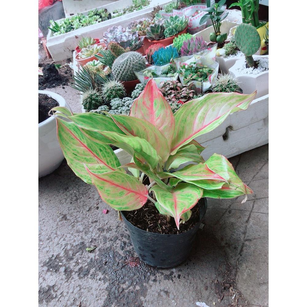 Cây Phú Quý Giống Vàng