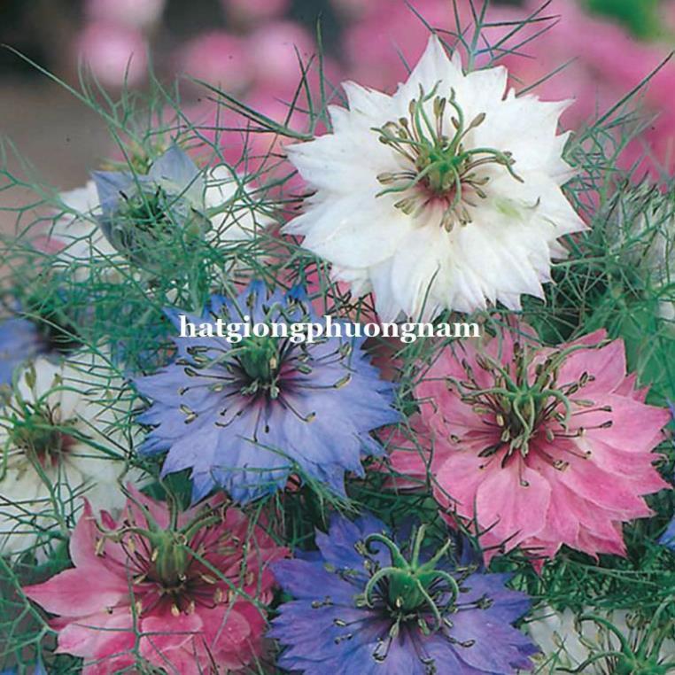 100 H - HẠT GIỐNG HOA KIM CƯƠNG