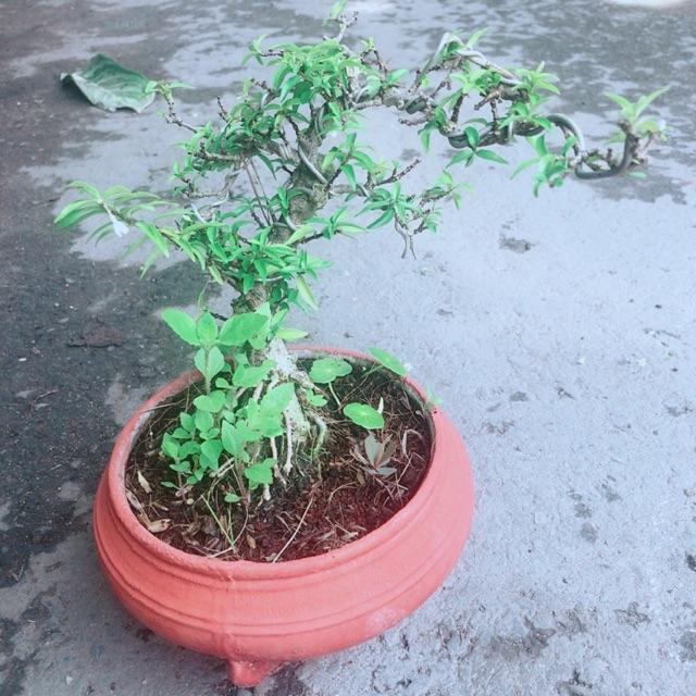 Chậu Mai Chiếu Thuỷ