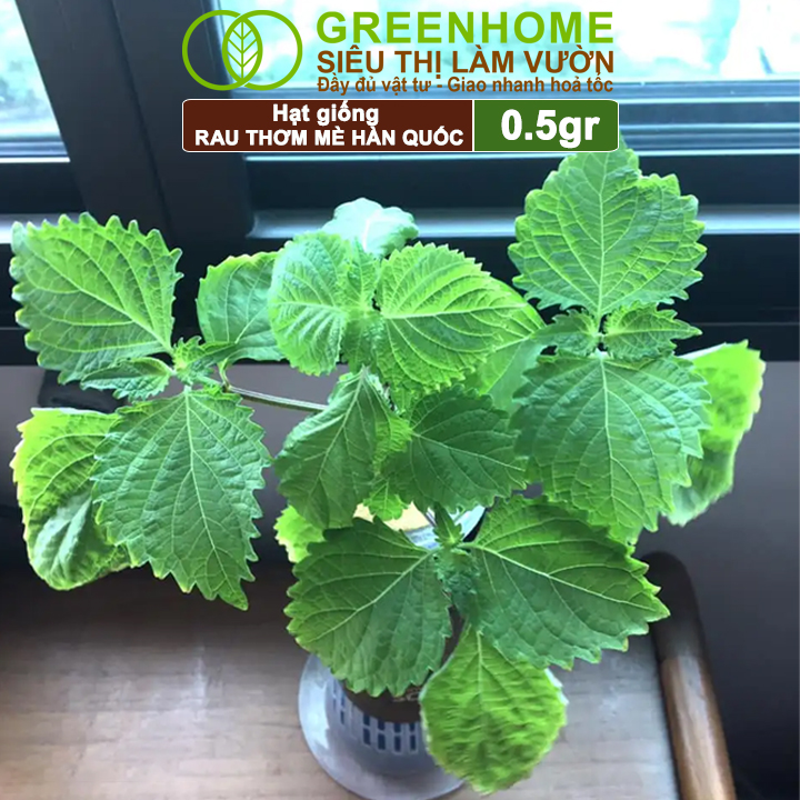 Hạt Giống Rau Thơm Mè Greenhome, Gói 0.5g, Dễ Trồng Quanh Năm, Nảy Mầm Cao, Thu Hoạch Nhanh, Năng Suất Cao R17
