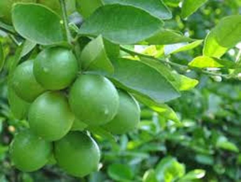 Cây CHANH KHÔNG HẠT giống ghép, quả chùm chuẩn giống cam kết chất lượng