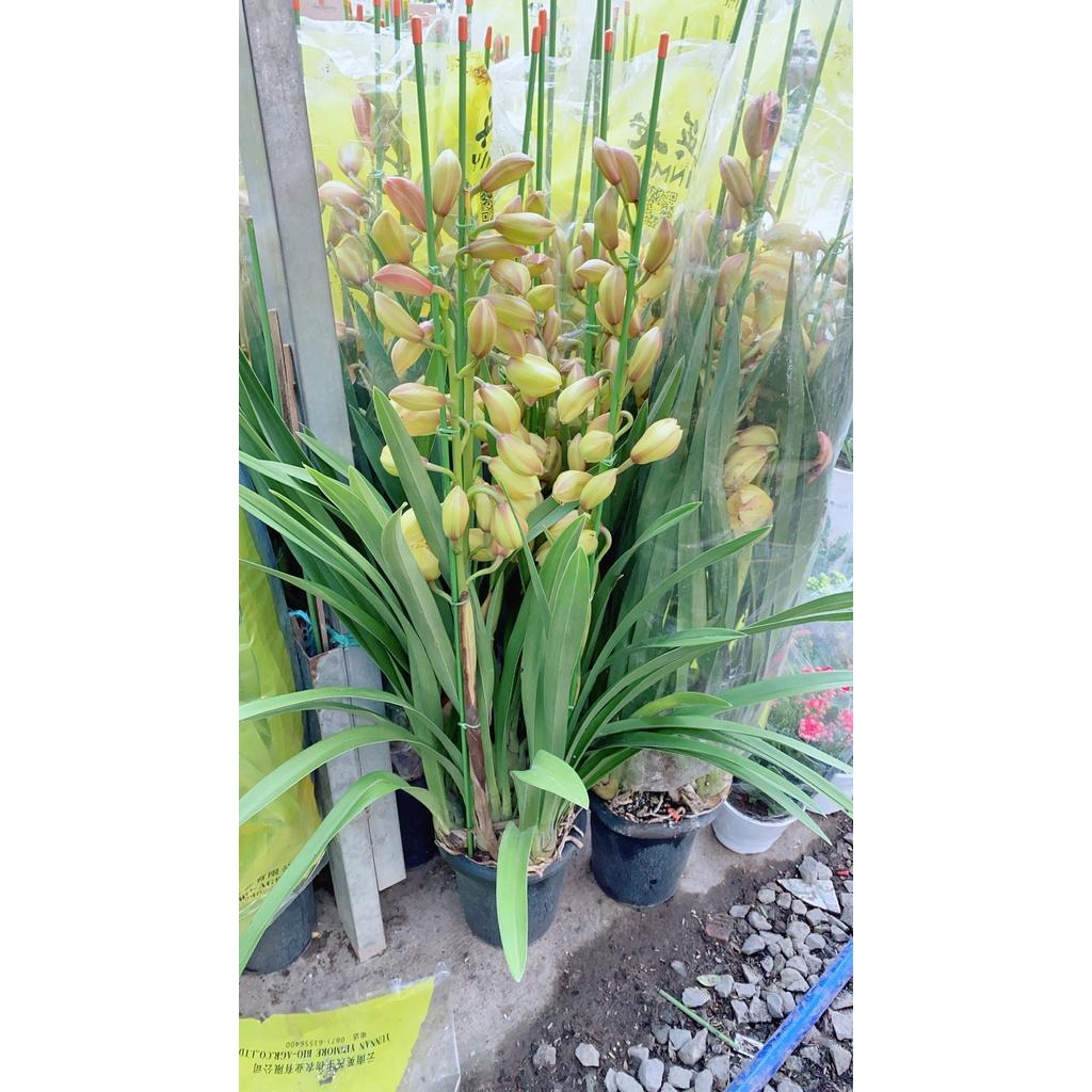 Bụi Địa Lan Lớn