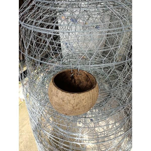 Gáo dừa cho gà ăn, uống nước