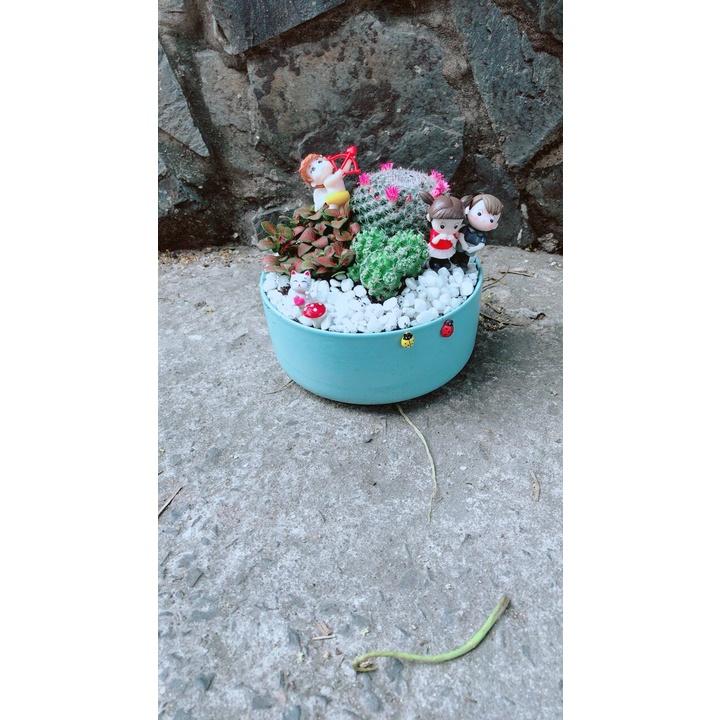 Chậu Cây Xương Rồng Tiểu Cảnh