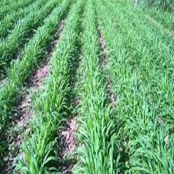 Hạt Cỏ Chăn Nuôi Chịu Giẫm Đạp Ruzi 500g