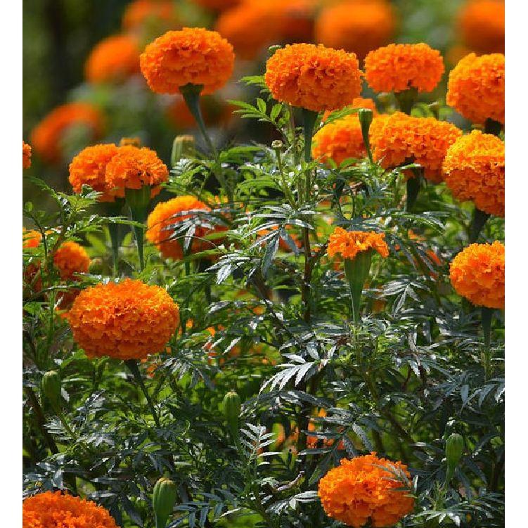 Combo 5 Gói Hạt giống hoa Cúc Vạn Thọ Mỹ Mix màu tặng gói kích thích