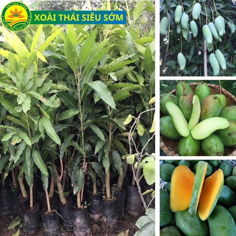 Cây giống Xoài Úc, giống xoài năng suất cao, giống nhập từ khu nhân giống Hv Nông Nghiệp VN