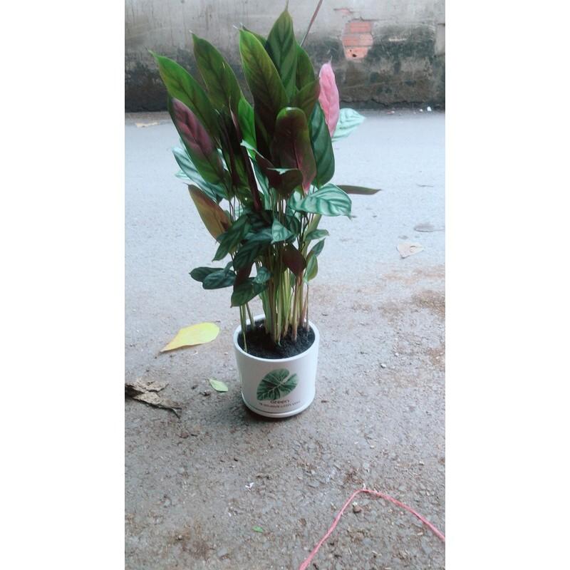 Chậu Cây Đuôi Công