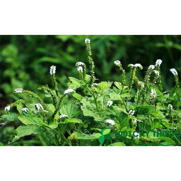 Cây vòi voi - bầu 1 cây lớn