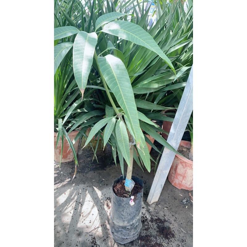 Cây Xoài Giống Cát Hoà Lộc