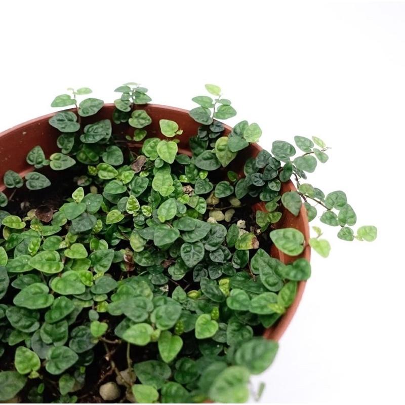 Vảy ốc mini, vảy ốc Minima dùng set bể terrarium, bán cạn