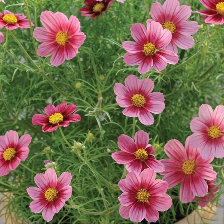 Bộ 2 gói hạt giống hoa cánh bướm