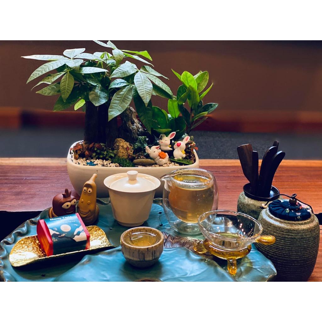 Hacoocha set trà 5 ấm