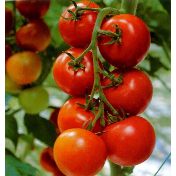 Hạt Giống Cà Chua Cherry Đỏ, cherry vàng, cherry đen - đóng gói 0.5gr