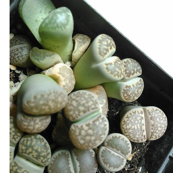 Hạt giống hoa đá sống mix 10 hạt/gói