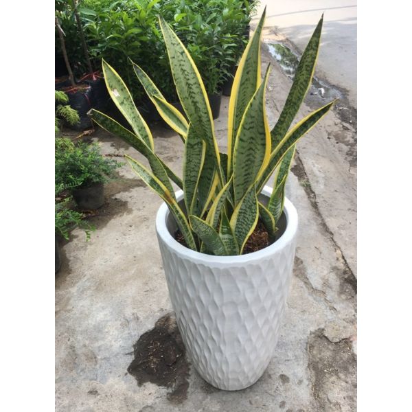 Cây lưỡi hổ mẫu 2