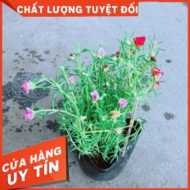 Hoa Mười Giờ Mỹ
