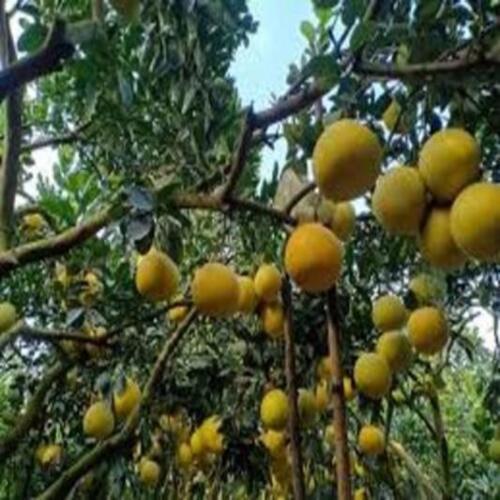 CÂY GIỐNG BƯỞI DIỄN