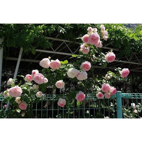 Hạt giống hoa hồng leo Pháp nhiều màu KNS3422 - Gói 10 hạt