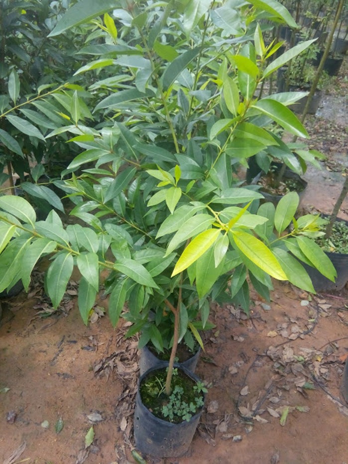 Combo 2 Cây vối nếp - chiều cao 0.6m