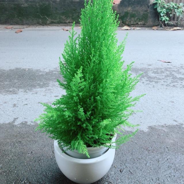 Chậu Cây Tùng Thơm