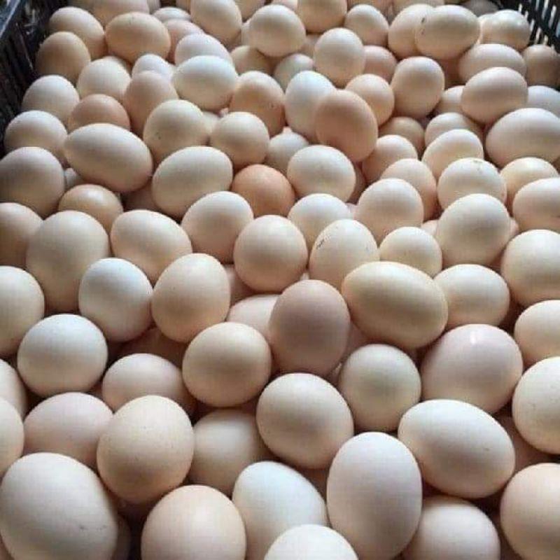 KÍCH TRỨNG- tetra trứng1KG/gói