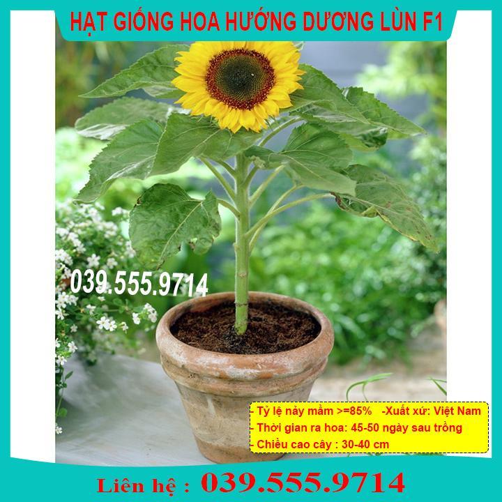 HẠT GIỐNG HƯỚNG DƯƠNG LÙN NẢY MẦM CAO