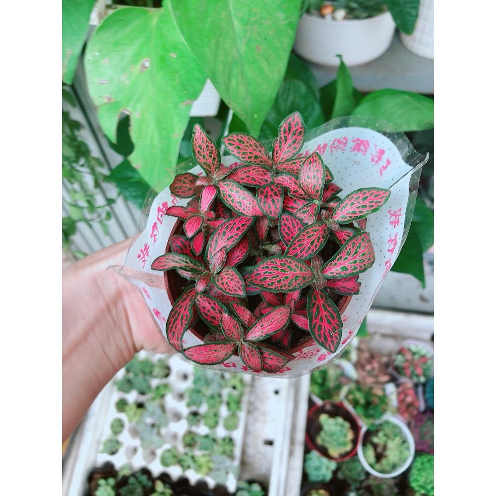 Chậu cây cẩm nhung