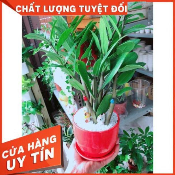 Chậu Kim Tiền