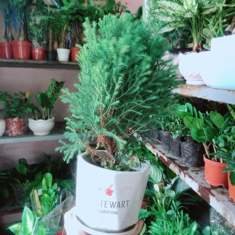 Cây Tùng Bồng Lai Kèm Chậu Sứ