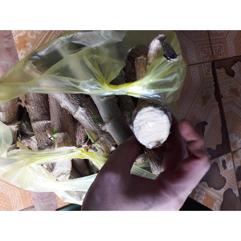 100 HOM GIỐNG KHOAI MÌ RUỘT VÀNG DẺO THÁI LAN.