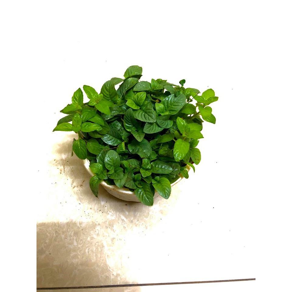 Cây Quế Vị – Thơm Mùi Xá Xị -Không giao dc 19 tỉnh Miền Nam
