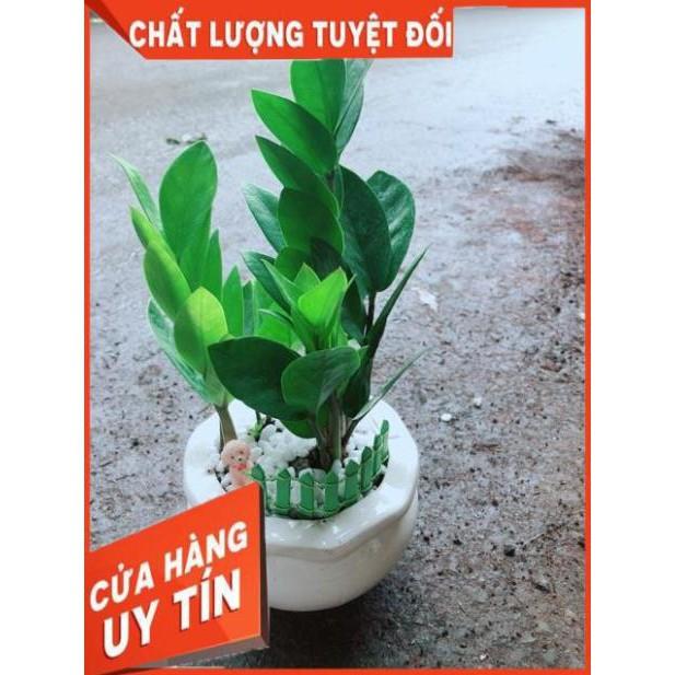 Chậu Kim Tiền Thái