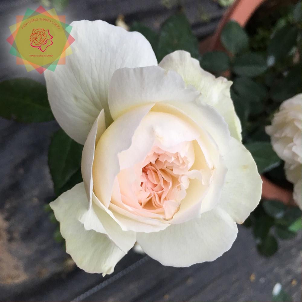 Cây hoa hồng ngoại Bolero trắng - Tuyệt phẩm trữ tình