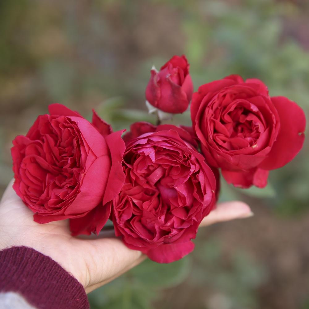 Hoa Hồng Ngoại REDEDEN- bầu to cây trưởng thành