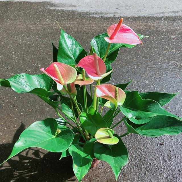 Cây Hồng Môn Size Lớn