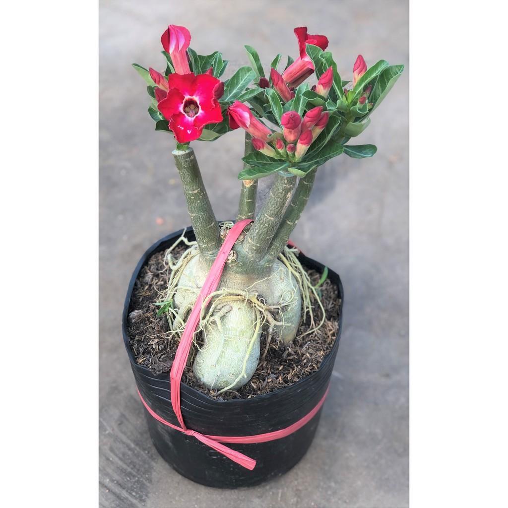 Chậu sứ Thần Tài