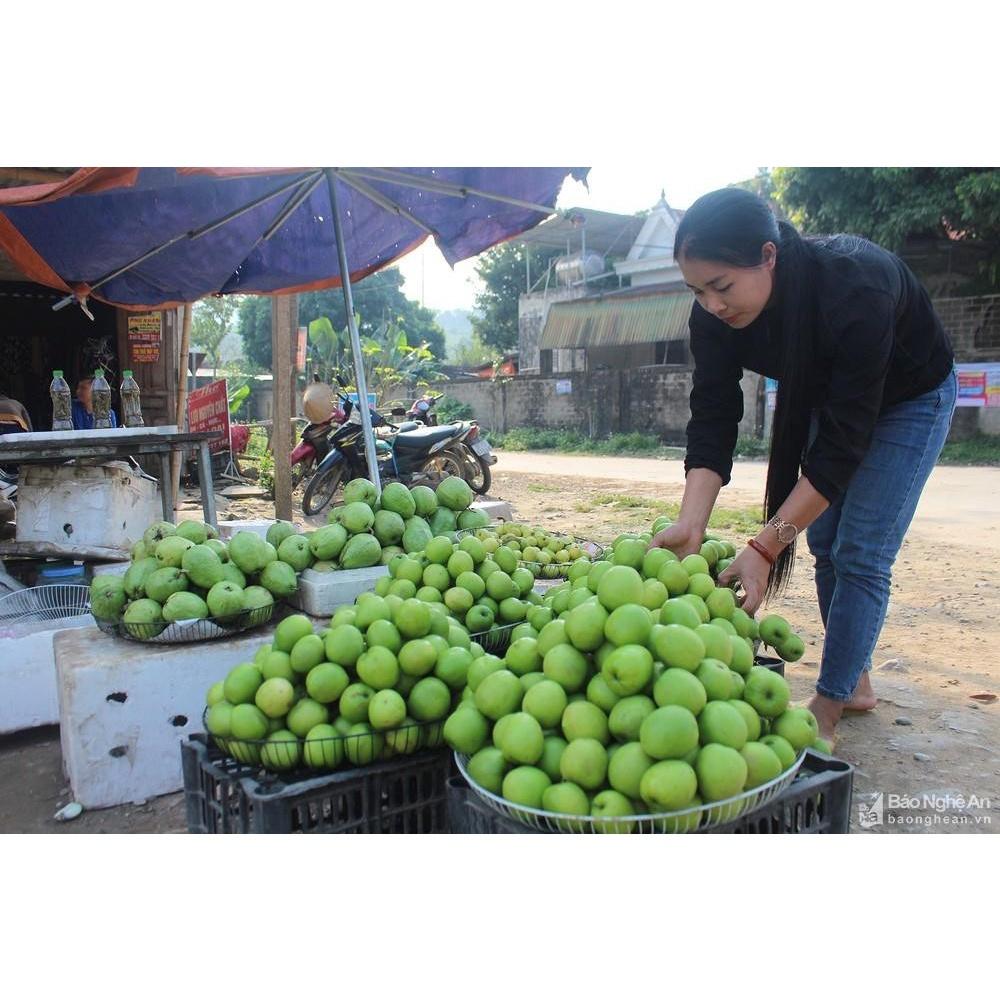 FLASH SALES Cây Táo Đại - Cây Ăn Quả - H2O Farm