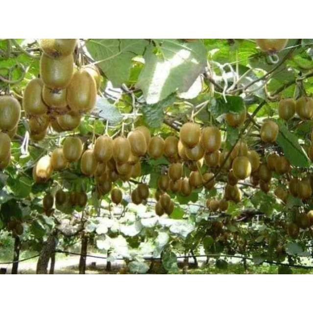 Sản phẩm CÂY GIỐNG KIWI