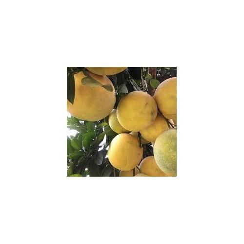 CÂY GIỐNG BƯỞI ĐỎ TÂN LẠC