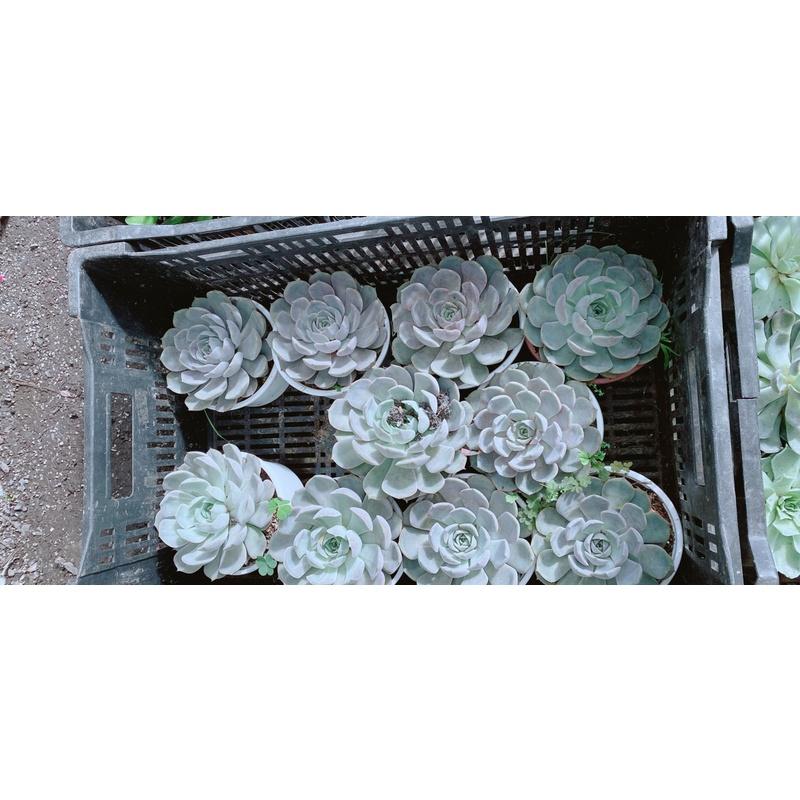 Sen Đá Size Lớn 60k/cây