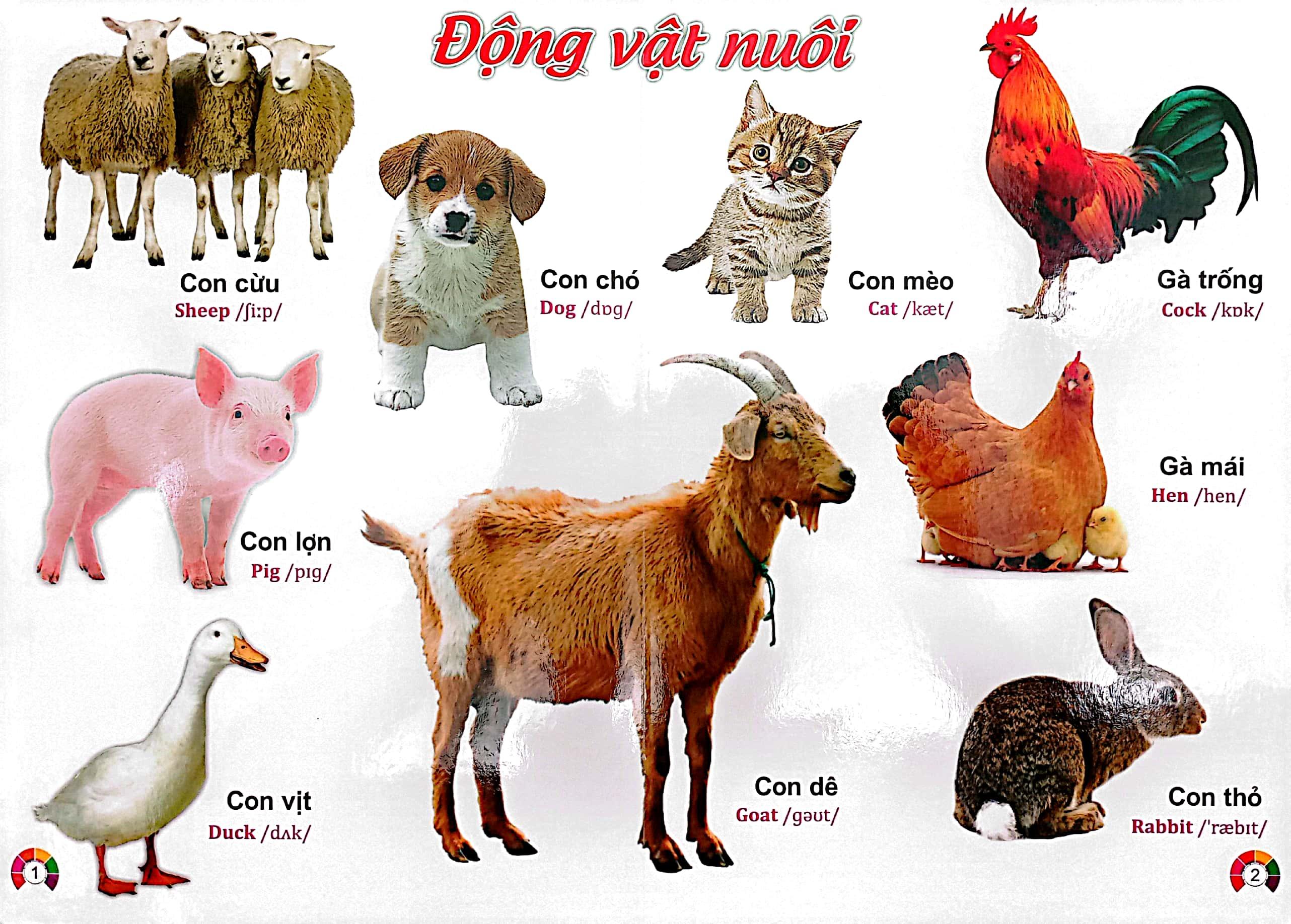 Từ Điển Bằng Tranh Động Vật - Song Ngữ Việt - Anh - Bìa Cứng