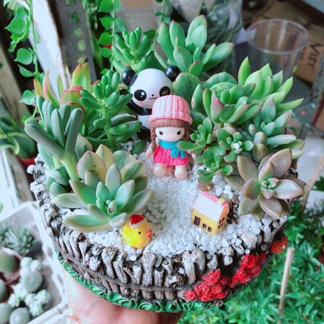 Chậu sen đá tiểu cảnh