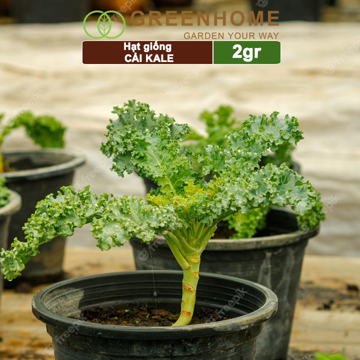 Hạt giống Cải xoăn Kale Greenhome, 2gr, dễ trồng, giàu dinh dưỡng R16