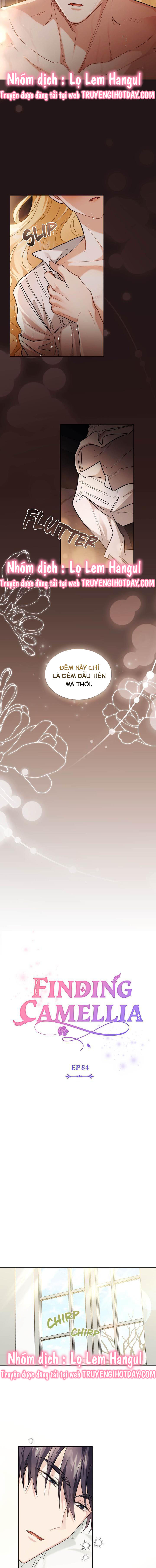 đi tìm nàng camellia chapter 84 4