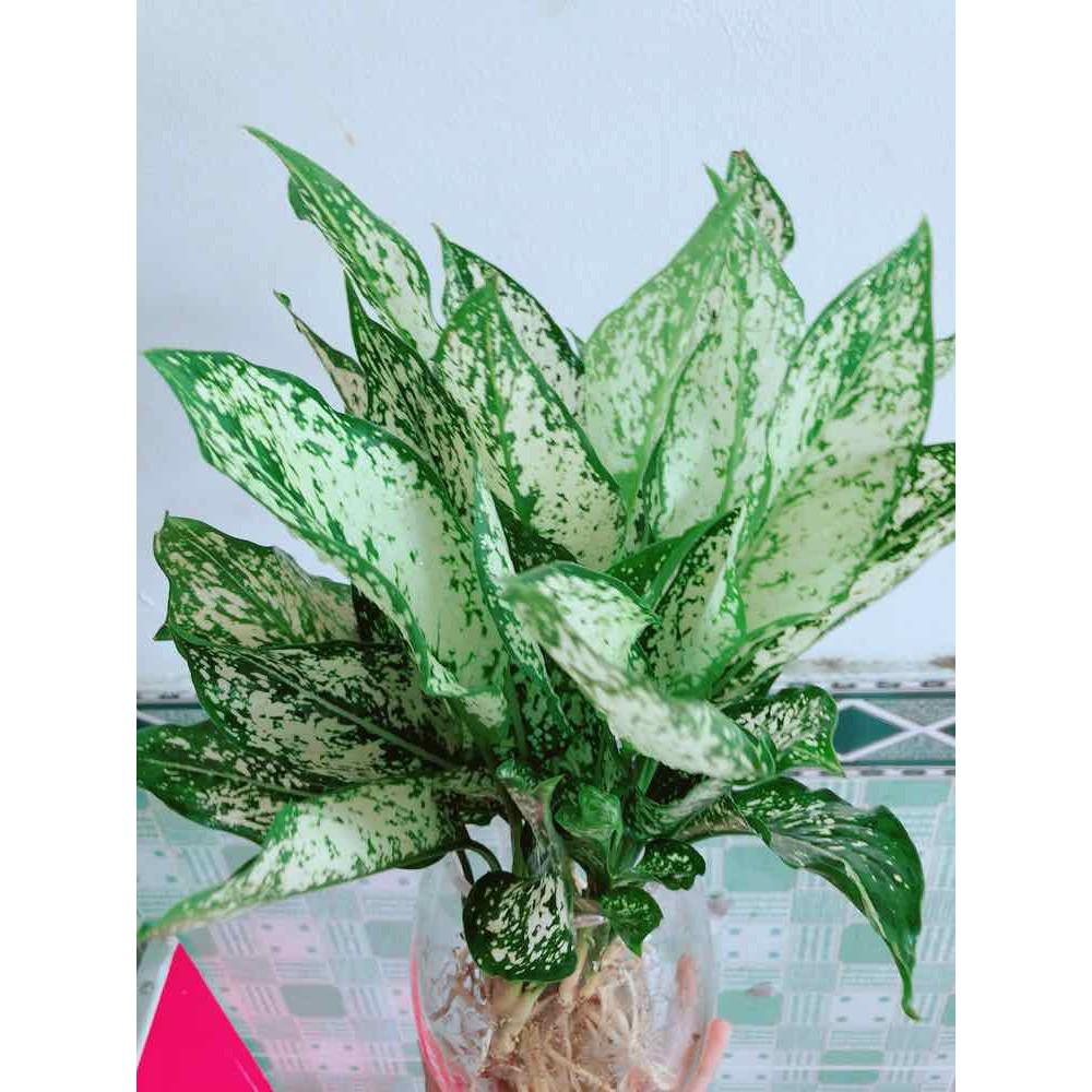 Chậu Ngọc Ngân Thuỷ Sinh Bán Chạy