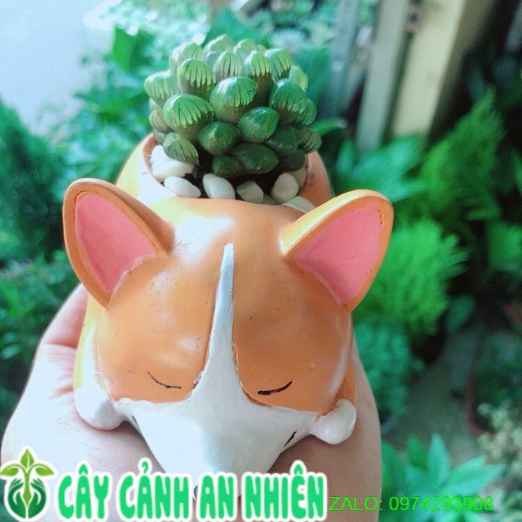 Chậu Cây Kim Cương Xanh Lá