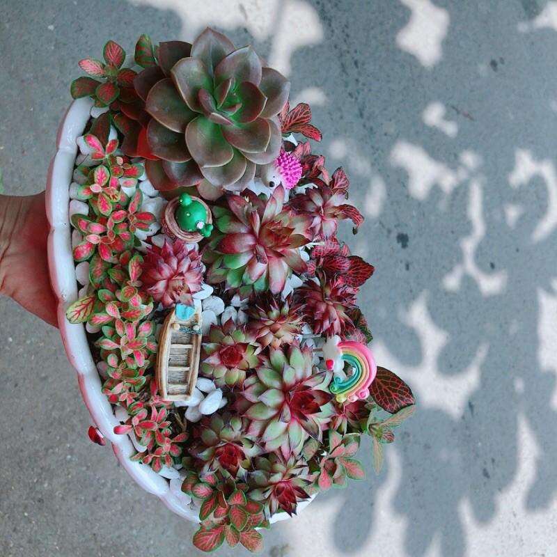 Chậu Sen Đá Tiểu Cảnh