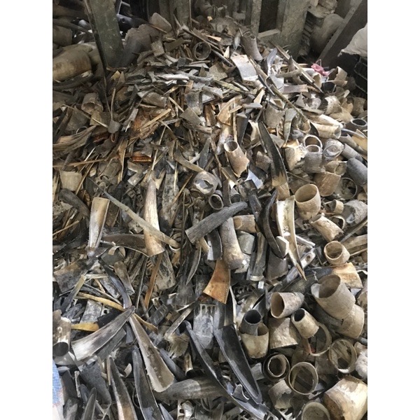 Nẹp sừng trâu bón cây cảnh, ăn quả, rau sạch (OTH036) Giúp cây trồng tươi tốt, lớn nhanh